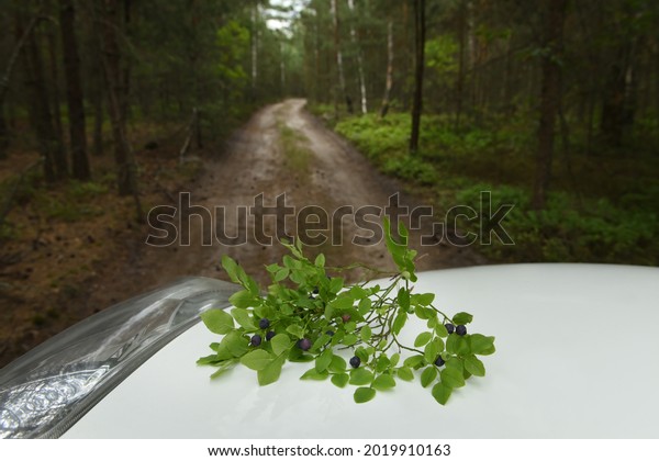 blueberry branches with\
berries on the hood of a car overlooking a forest road among a\
dense forest.