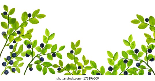 blueberry branches isolated on white background
