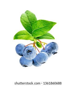 Blueberry bunch, isolated on white background. Branch of blueberries with leaves.