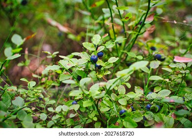 Blaubeerstrauch im Wald