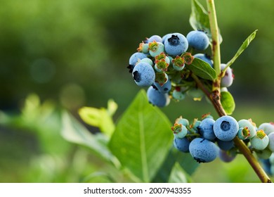 Blueberry bush on sunset, organic ripe with succulent berries, just ready to pick, Blueberries plant growing in a garden field, . Blue berry hanging on a branch, Bio, organic healthy food
