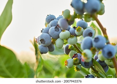 Blueberry Bush On Sunset, Organic Ripe With Succulent Berries, Just Ready To Pick, Blueberries Plant Growing In A Garden Field, . Blue Berry Hanging On A Branch, Bio, Organic Healthy Food