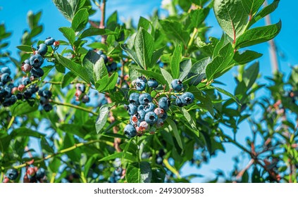 Blueberry bush. Ripe blueberries growing on a farm. - Powered by Shutterstock