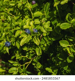 Blueberry bush with ripe and ripening berries. The leaves of the bush are bright green, soft sunlight penetrates through them, creating a play of light and shadow - Powered by Shutterstock