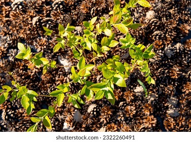 Blueberry bush( Vaccinium corymbosum) at home garden with pine cone mulch around it for soil ph improvement. 