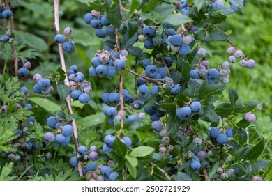 Blueberry bushes filled with ripe and unripe berries, surrounded by lush green foliage in a natural garden setting. - Powered by Shutterstock