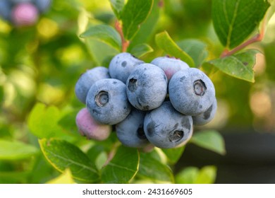 Blueberry farm with bunch of ripe fruits on tree during harvest season in Izmir, Turkey. Blueberry picking history. - Powered by Shutterstock