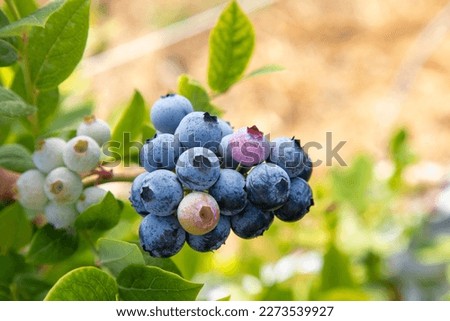 Blueberry farm with bunch of ripe fruits on tree during harvest season in Izmir, Turkey. Blueberry picking history.
