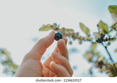 Blueberry Farm Picking - Powered by Shutterstock