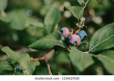 Blueberry Farm Picking - Powered by Shutterstock