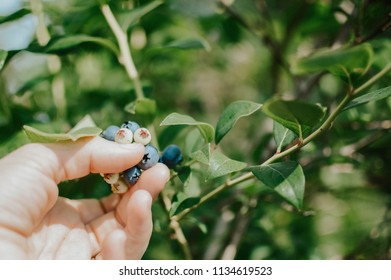 Blueberry Farm Picking - Powered by Shutterstock