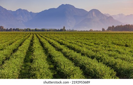 Blueberry field and mountains in the distance in British Columbia, blueberries ready for harvesting. Blueberry farm in Vancouver BC. Nobody, blurred, selective focus - Shutterstock ID 2192953689