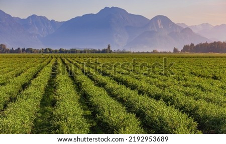 Blueberry field and mountains in the distance in British Columbia, blueberries ready for harvesting. Blueberry farm in Vancouver BC. Nobody, blurred, selective focus Stockfoto © 