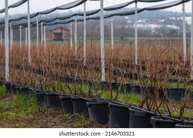 Blueberry fruit plantation farm. Rows of high brushes in the pots with red leaves in winter. A field planted with orange blueberry bushes with irrigation and anti-hail net.