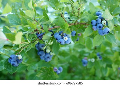 blueberry in the garden