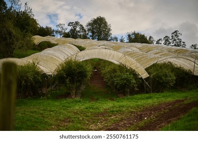 Blueberry greenhouse on the Mills of the Deep River Route in Villaviciosa, Asturias, Spain - Powered by Shutterstock