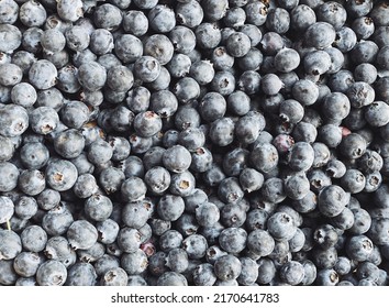 blueberry harvest close up. Fresh blueberry