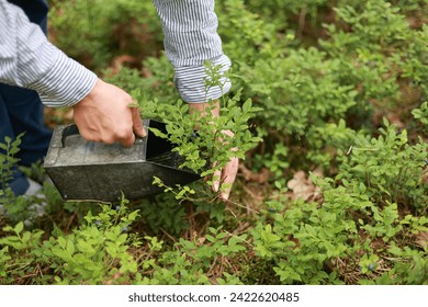 Blueberry harvest. Process of collects and picks wild seasonal berries in forest. Women hands pick blueberries with berry scoop tool, plucking bilberries with special rake, harvesting comb at farm. - Powered by Shutterstock