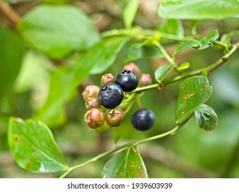 Blueberry immature and ripe fruit