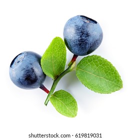 Blueberry isolated on white background. Plant with leaves and berries.