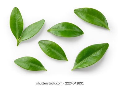 Blueberry leaf isolated. Blueberries top view. Blueberry leaves flat lay on white background with clipping path.