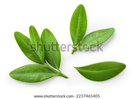 Blueberry leaf isolated. Blueberries top view. Blueberry leaves flat lay on white background with clipping path.