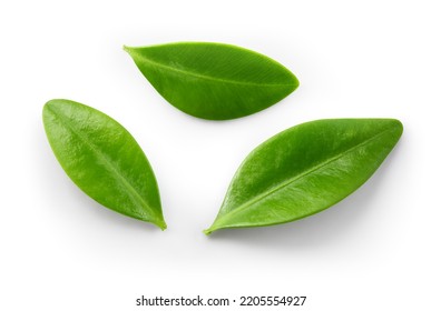 Blueberry leaf isolated.  Blueberry leaves flat lay on white background with clipping path. - Shutterstock ID 2205554927