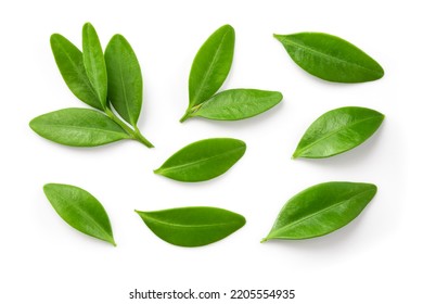 Blueberry leaf isolated. Blueberry leaves flat lay on white background.