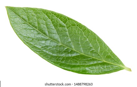 Blueberry leaves isolated on white background. Leaves Clipping Path