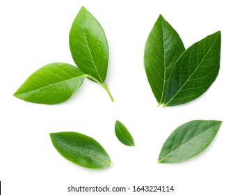 Blueberry leaves isolated on white background. Slight shadow. Top view, flat lay - Shutterstock ID 1643224114