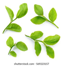 Blueberry leaves isolated on white background. Collection.