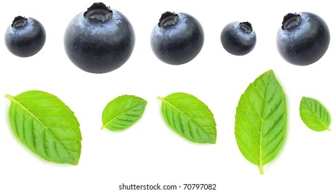Blueberry with leaves of mint