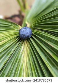 Blueberry on a green tree leaf 