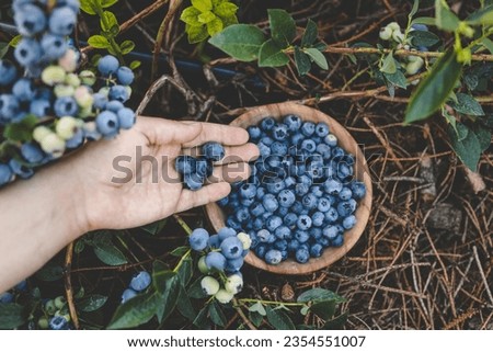 Similar – Foto Bild Kulturheidelbeeren im Garten