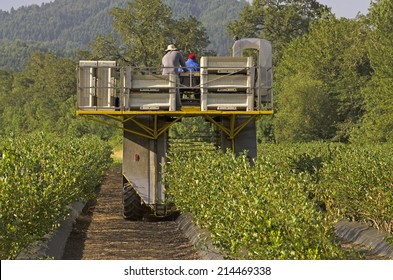 Blueberry Picking Machine Working A Row Of Plants In The Umpqua Valley Of Oregon