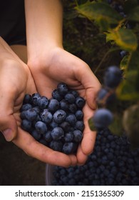 Blueberry Picking In Pemberton, Canada