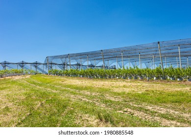 blueberry plantation with plants in grow bags drip irrigation and  anti-hail net