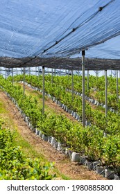 blueberry plantation with plants in grow bags and  anti-hail net