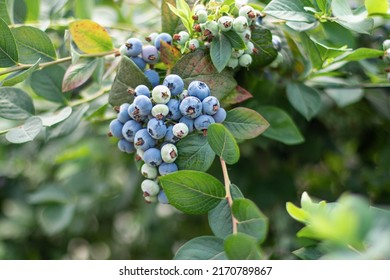 Blueberry ripe, fresh grows on a bush in the garden and a bunch hangs down.The concept of harvest, agriculture, berry, farming, market, sales. High quality photo - Powered by Shutterstock