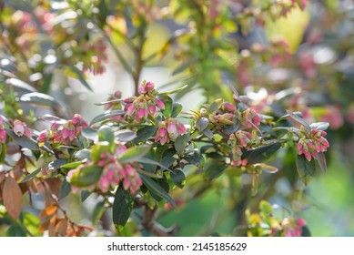 Blueberry Tree And Pink Flower