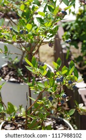 Blueberry Tree In The Pot
