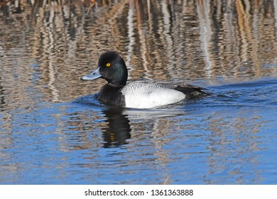 Bluebill On Horicon Marsh