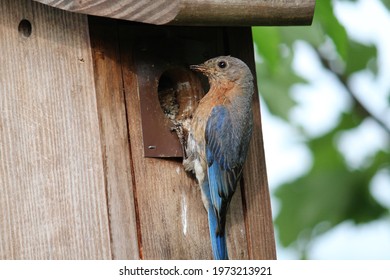 Bluebird With Baby In Birdhouse