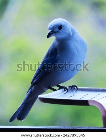 bluebird bird posing on the balcony with beautiful color
