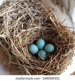 Bluebird Eggs In A Nest.