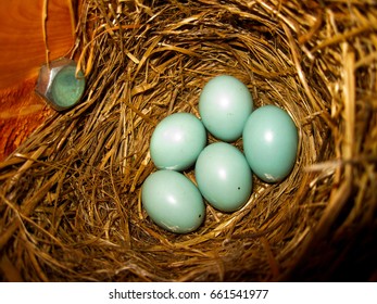 Bluebird Eggs In A Nest Box.