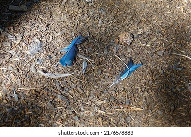 Bluebird Feathers And Pinecones On The Trail