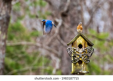 A Bluebird Flying Away From It's House