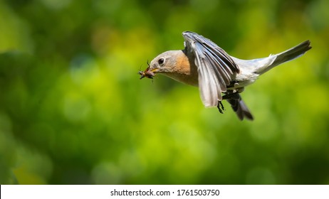 A Bluebird Flying With An Insect In Her Mouth