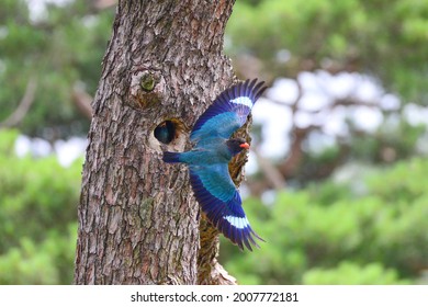 A Bluebird Is Flying From The Nest.